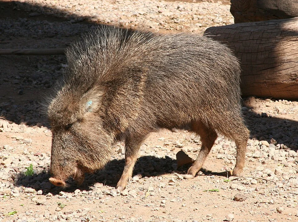 Chacoan peccary (Catagonus wagneri).  Photographed at the Phoenix Zoo, Phoenix, AZ.