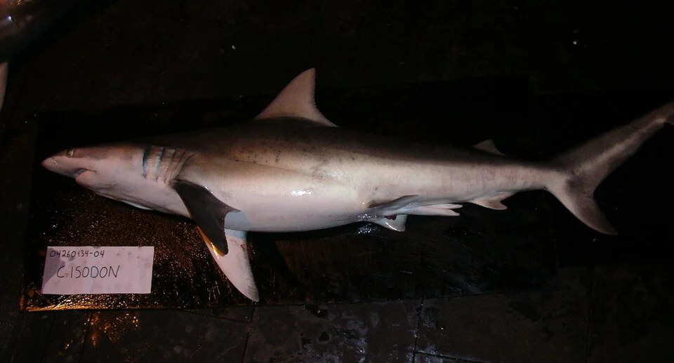 Male finetooth shark (Carcharhinus isodon) from the Gulf of Mexico