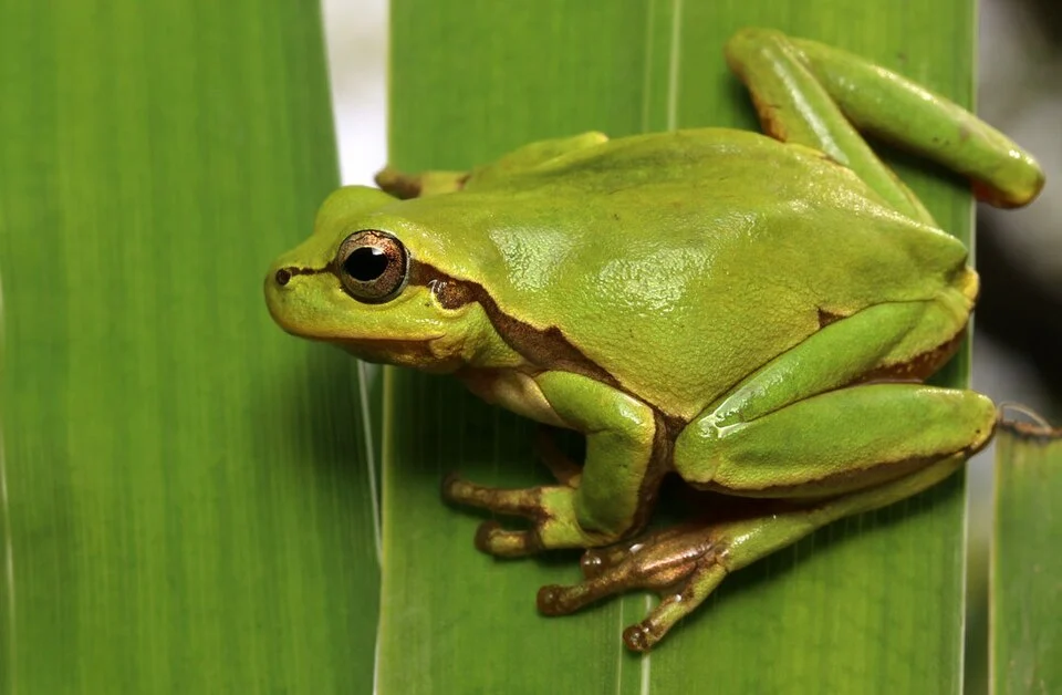 Hyla_orientalis_(Eastern_tree_frog)_by_Omid_Mozaffari