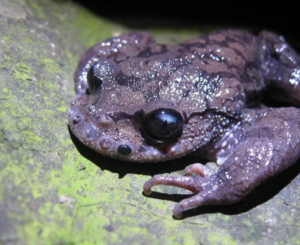 Leptobrachium boringii male losing his nuptial spines at the end of the breeding season. doi:10.1371/journal.pone.0067502.g006