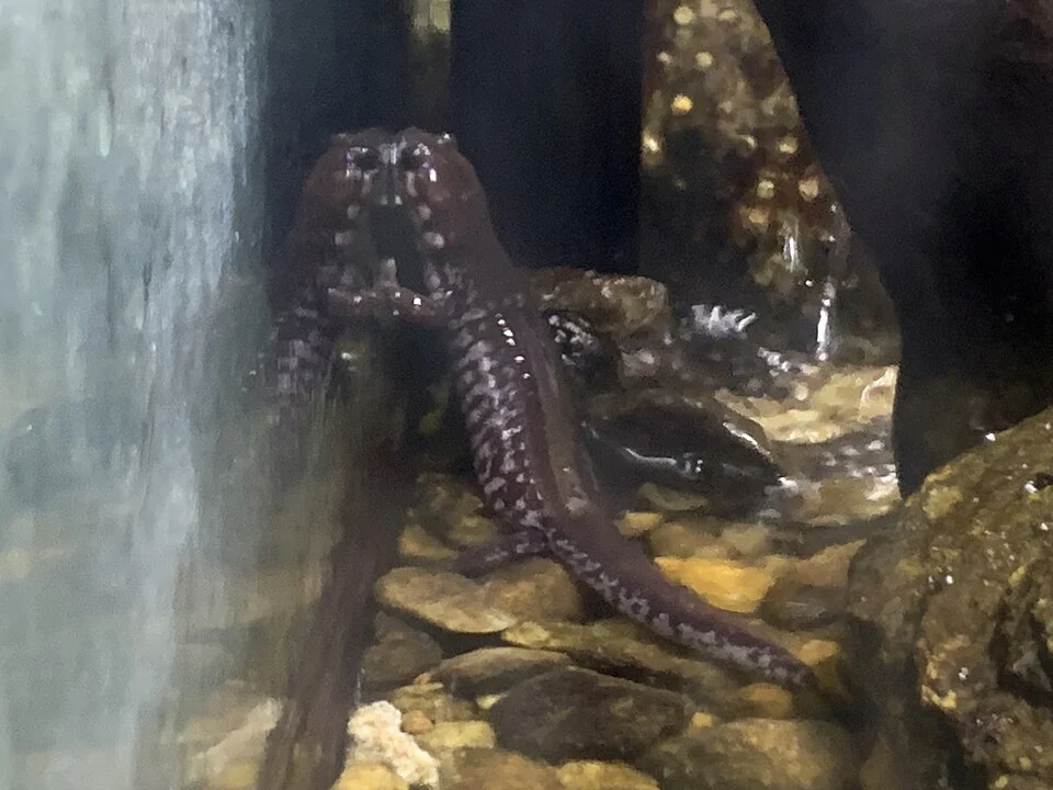 佐賀県立宇宙科学館で飼育されているブチサンショウウオ。水槽の壁に姿が反射している。