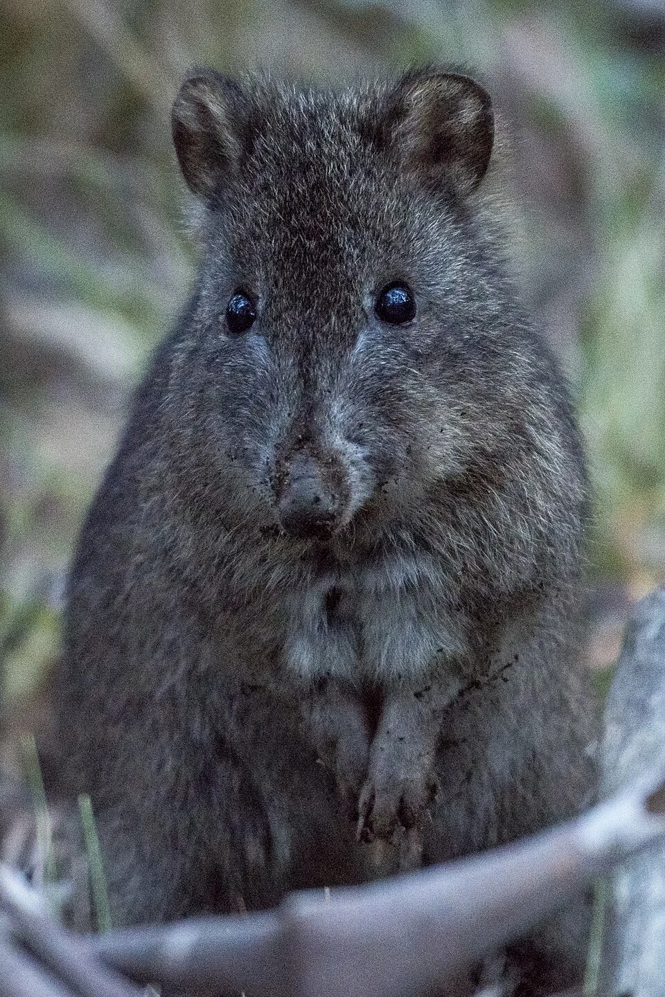 Long-nosed potoroo in Tidbinbilla Nature Reserve, ACT, Australia