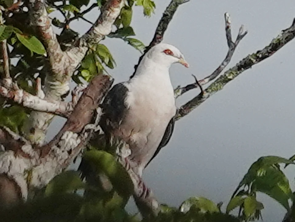 Pale Mountain-Pigeon Gymnophaps solomonensis in Bougainville, Papua New Guinea