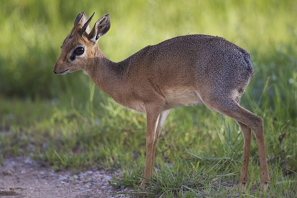 Damara dik dik in Etosha National Park, Namibia