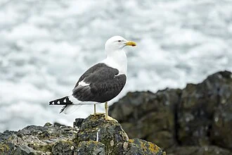 Kelp gull (Larus dominicanus), Hannah Point, Livingston Island,  South Shetland Islands