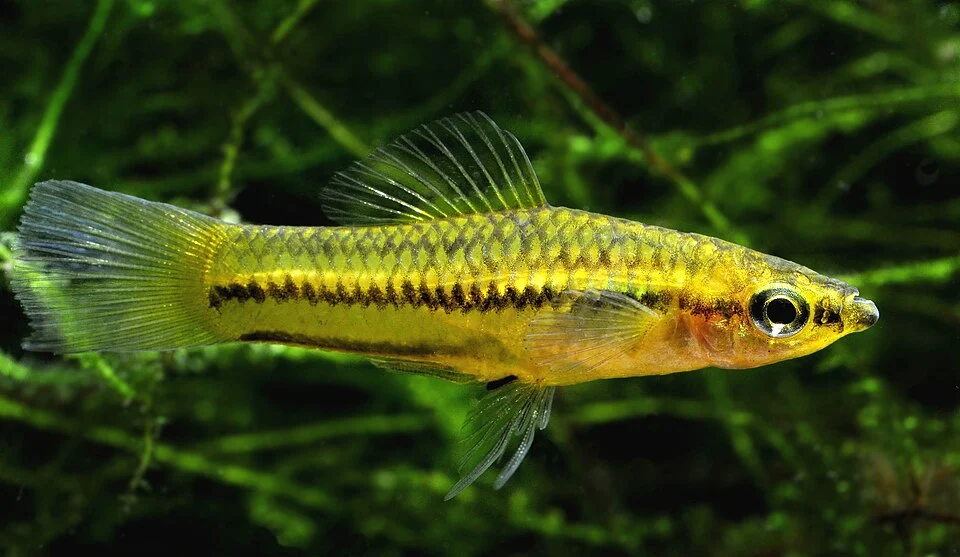 The Pygmy swordtail is one of the smallest swordtail fishes and endemic to Northern Central Mexico