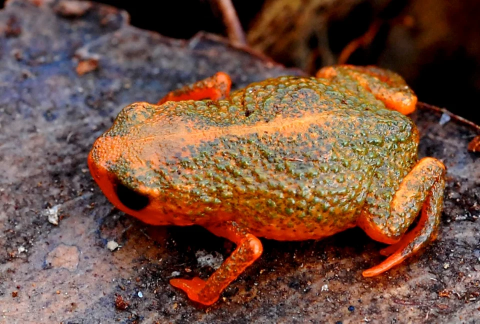 Brachycephalus verrucosus in life.