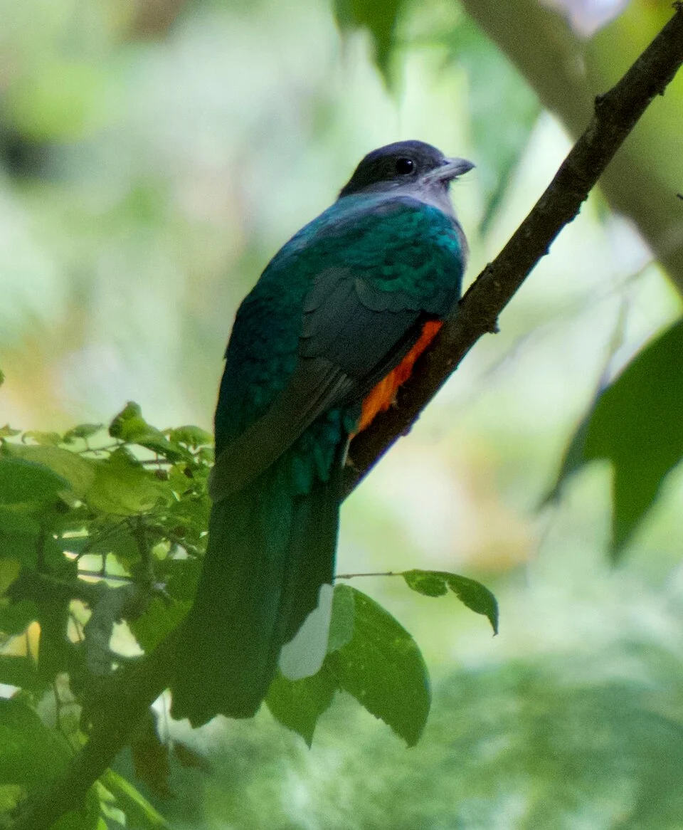 Eared Quetzal (Euptilotis neoxenus)