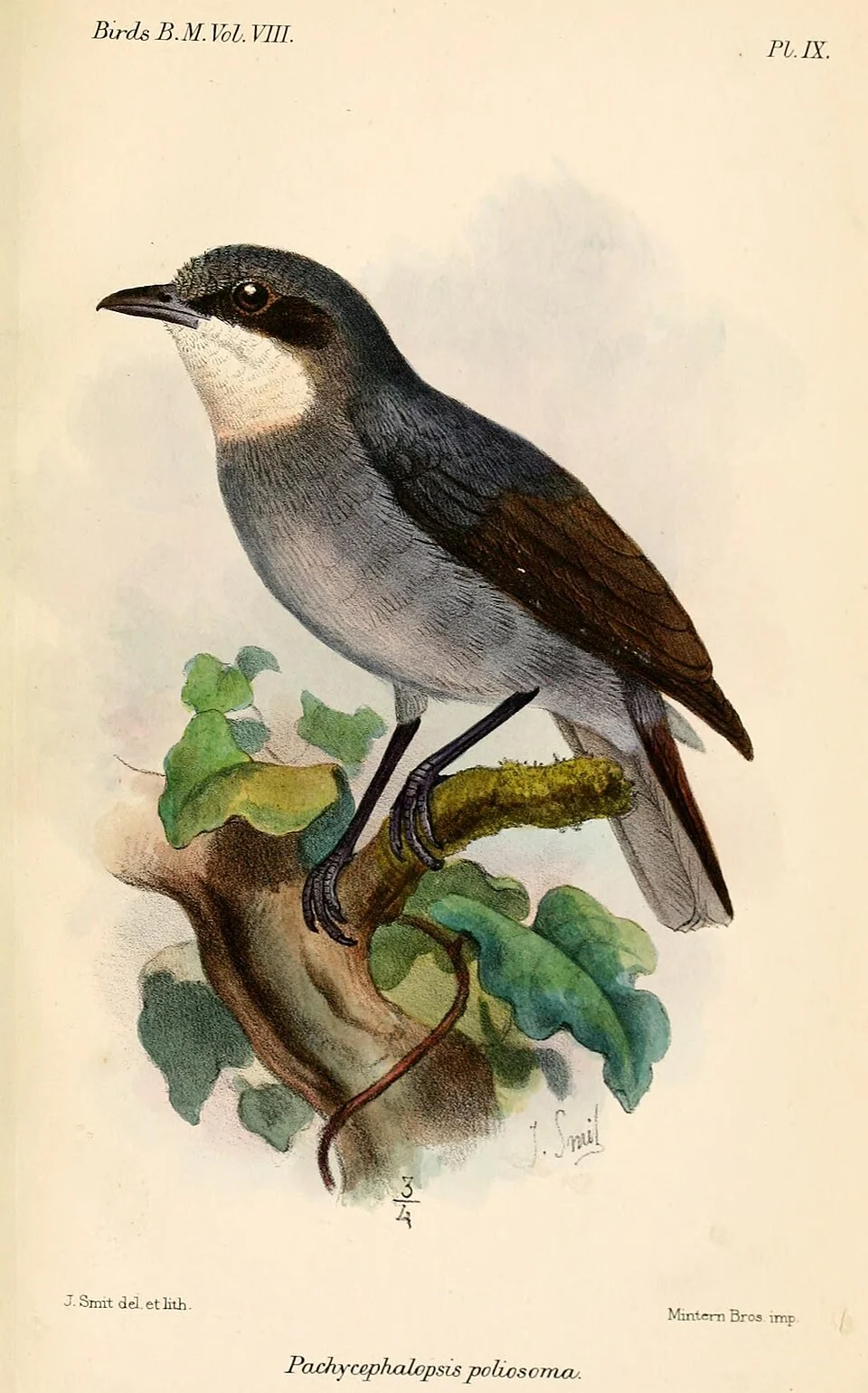 Pachycephalopsis poliosoma, White-eyed Robin