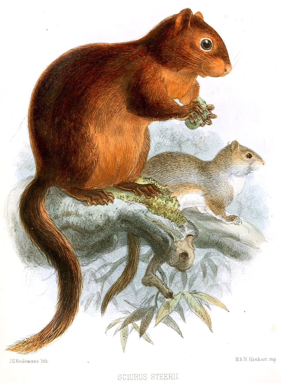 Sciurus steerii = Sundasciurus steerii