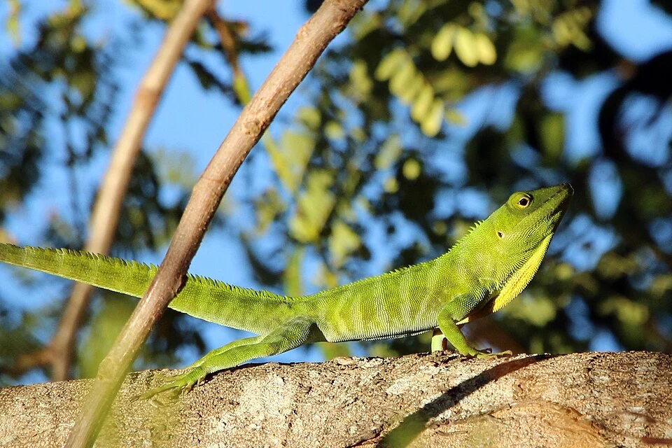 Jamaican giant anole (Anolis garmani), male, Jamaica