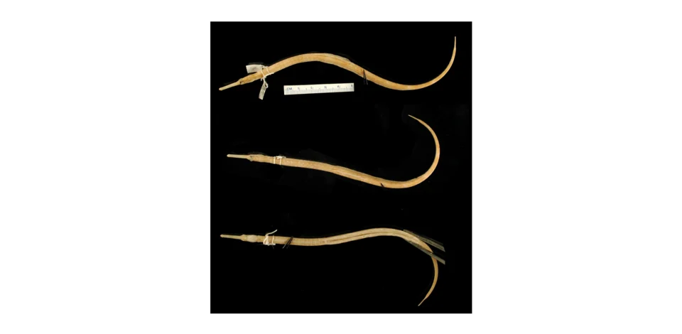 The lectotype of Syngnathus carinatus, collected from the Gulf of California on 26 March 1889, seven years after its description by Gilbert (as Siphostoma carinatum).