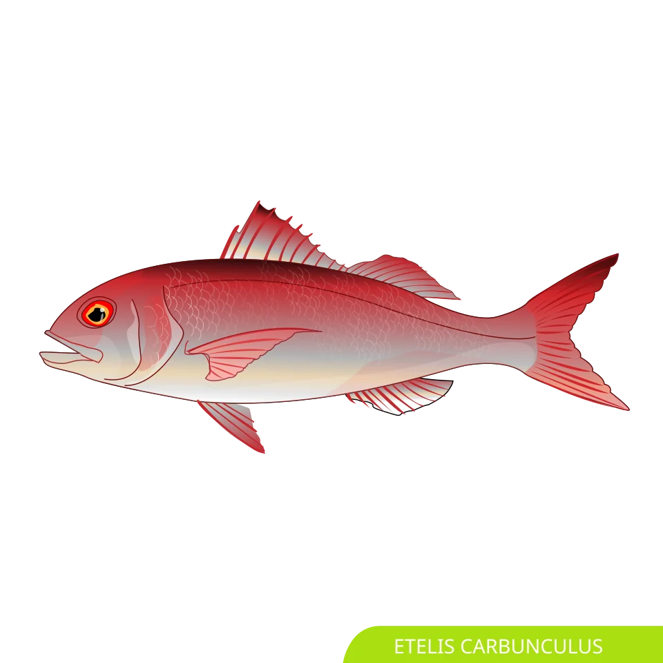 Etelis carbunculus, traced from this file: https://commons.wikimedia.org/wiki/File:Etcar_u0.gif