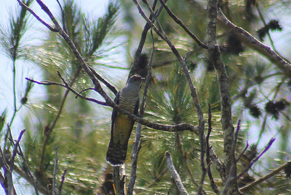 Madagaskarkoekoek