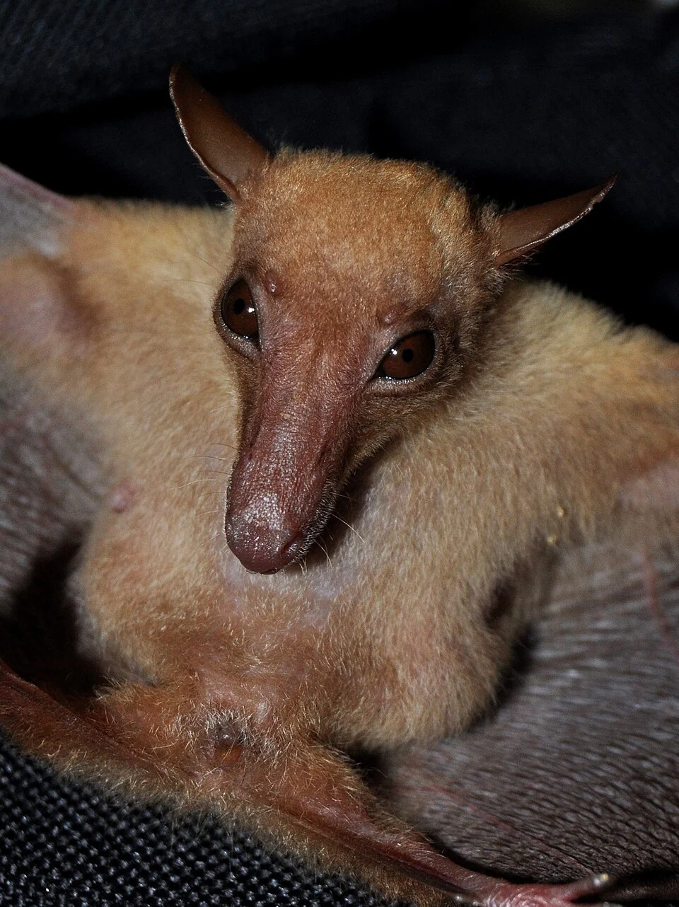 Greater long-tongued fruit bat (Macroglossus sobrinus), female, fore-arm 48 mm, from Darmaga, Bogor, West Java.  Head and chest.