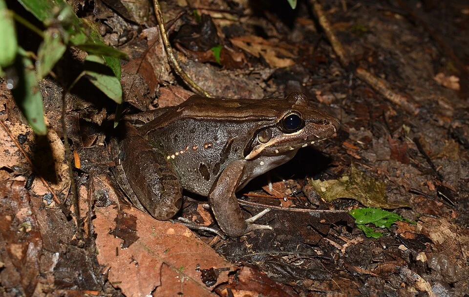Bolivian White-lipped Frog (Leptodactylus bolivianus) in Brazil