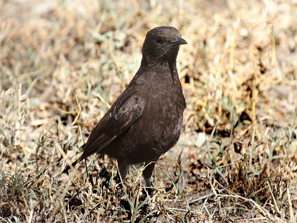 Northern Anteater-Chat (Myrmecocichla aethiops) - between Nairobi and the Rift Valley, Kenya. Also known as Anteater-Chat.