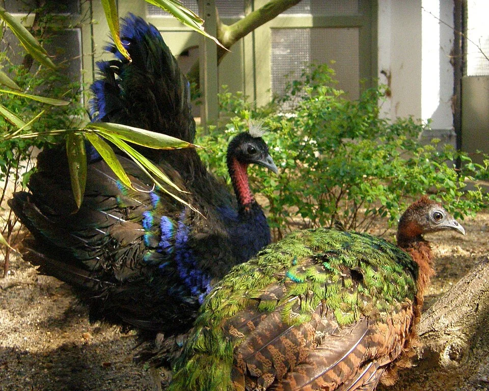 A pair of Congo Peafowl at Antwerp Zoo, Belgium.