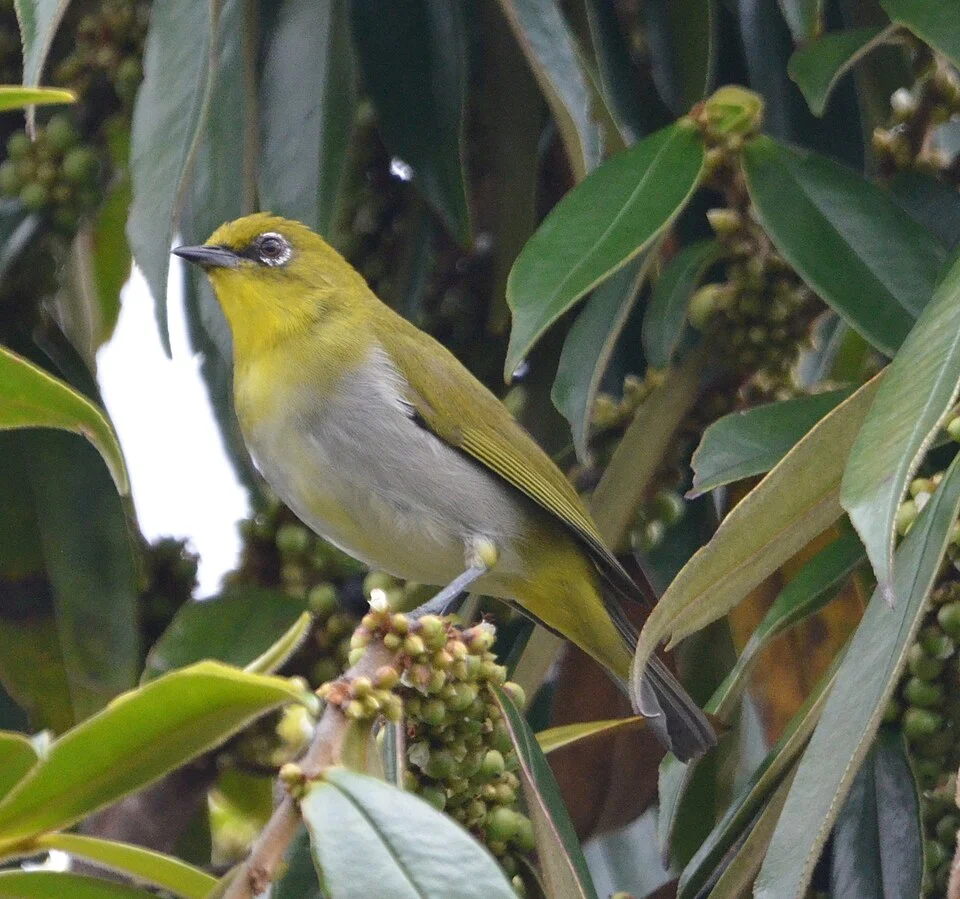 Zosterops novaeguineae, Mount Hagen District, Western Highlands Province, Papua-Neuguinea, 2024-03-04 (iNaturalist).