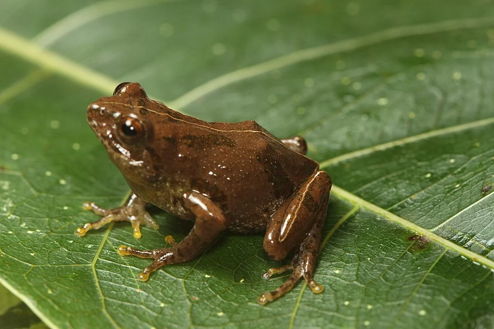 Raorchestes echinatus