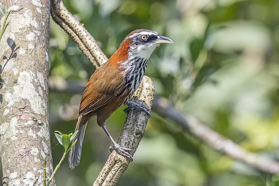 Taiwan scimitar-babbler (Pomatorhinus musicus), Shuangyu Village, Gongliao District, New Taipei, Taiwan