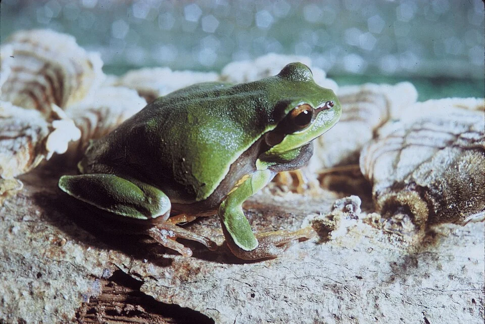 A pine barrens tree frog (Hyla andersonii)