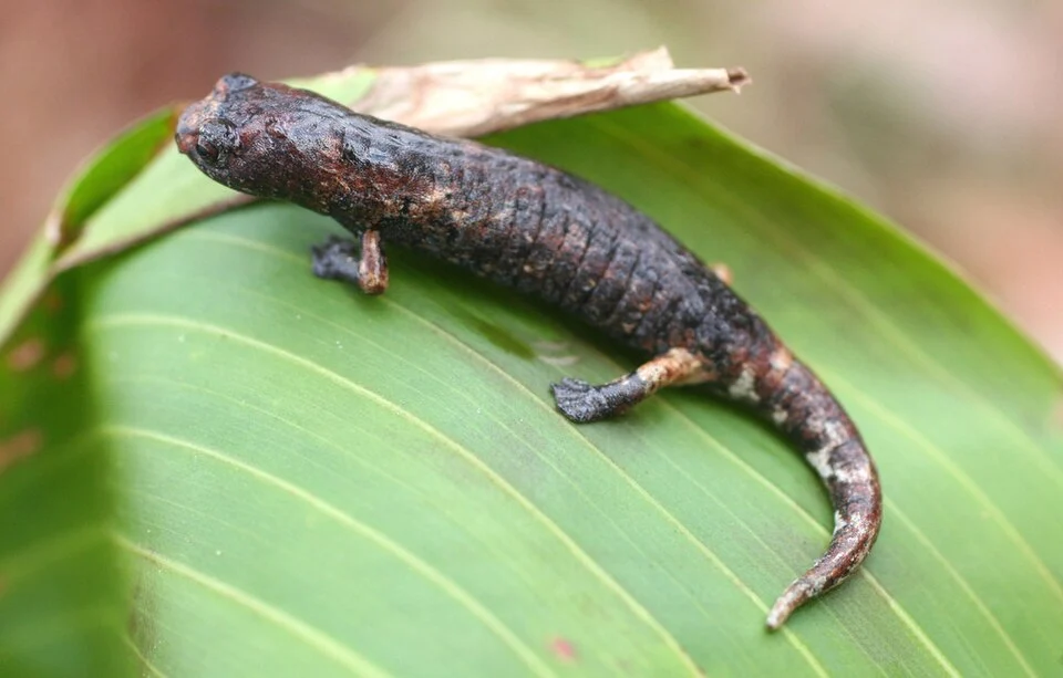 Bolitoglossa dofleini