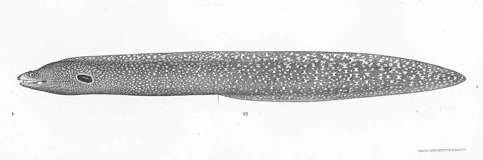 Muraena clepsydra Gilbert. Type specimen; Panama
Subject: Muraena, Eels, Morays
Tag: Fish