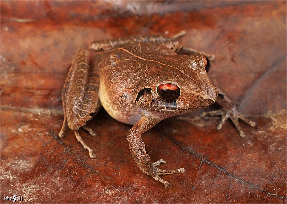 Chac's Rainfrog (Craugastor chac) from Southeastern Guatemala.