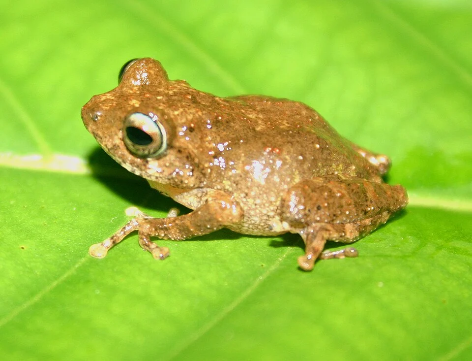 frog from india