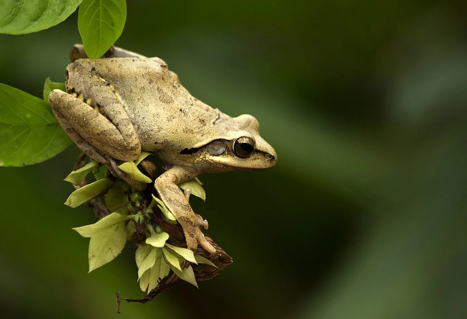 Polypedates maculatus, Chunam tree frog, Indian tree frog from Kozhikode, Kerala.