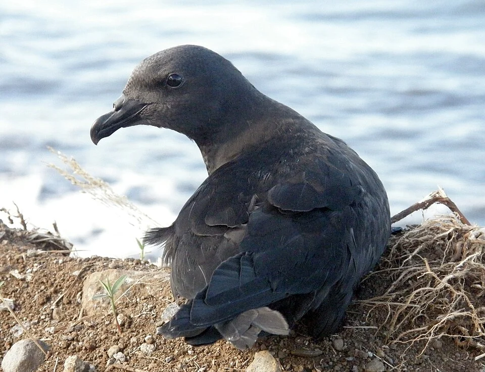 Mascarene Petrel (released bird)