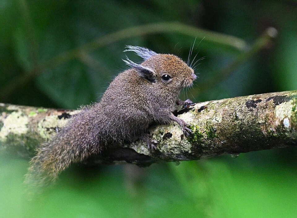 Tufted Pygmy Squirrel from Trusmadi Bird Station, Tambunan, Sabah, Malaysia on October 18, 2024 at 1247 PM by Chrissy McClarren and Andy Reago