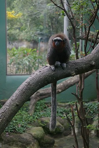 Callicebus ornatus in Cali Zoo.