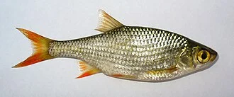 The Common Rudd (Scardinius erythrophthalmus). Ukraine, the fish from the Southern Bug river.