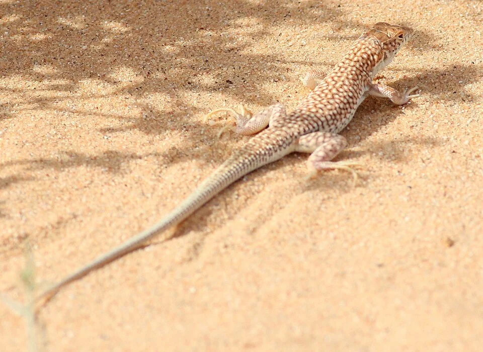 Acanthodactylus dumerilii (Duméril's fringe-fingered lizard), Western Sahara