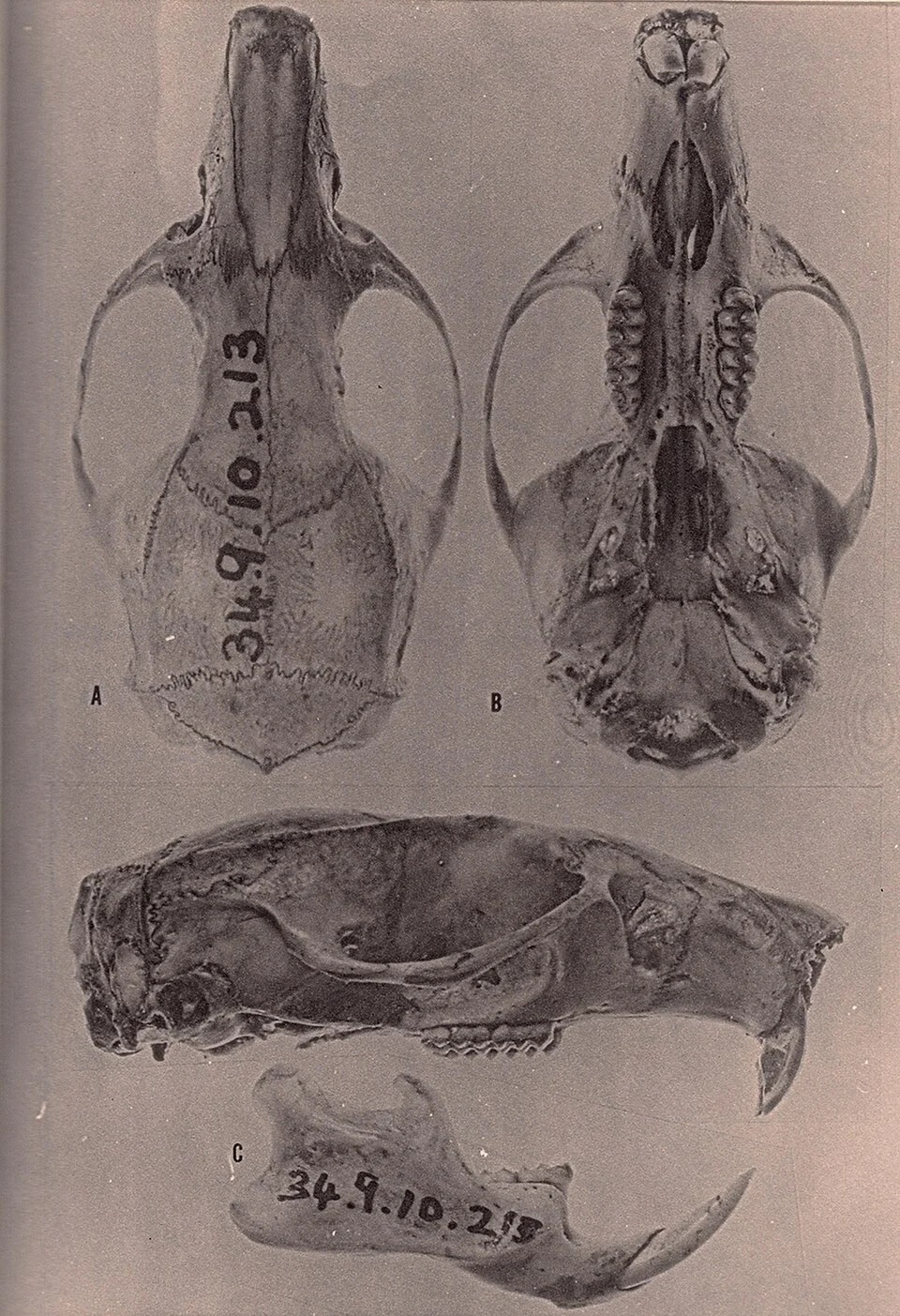 Skull of Mindomys hammondi (as Oryzomys (Megalomys) hammondi in the original).