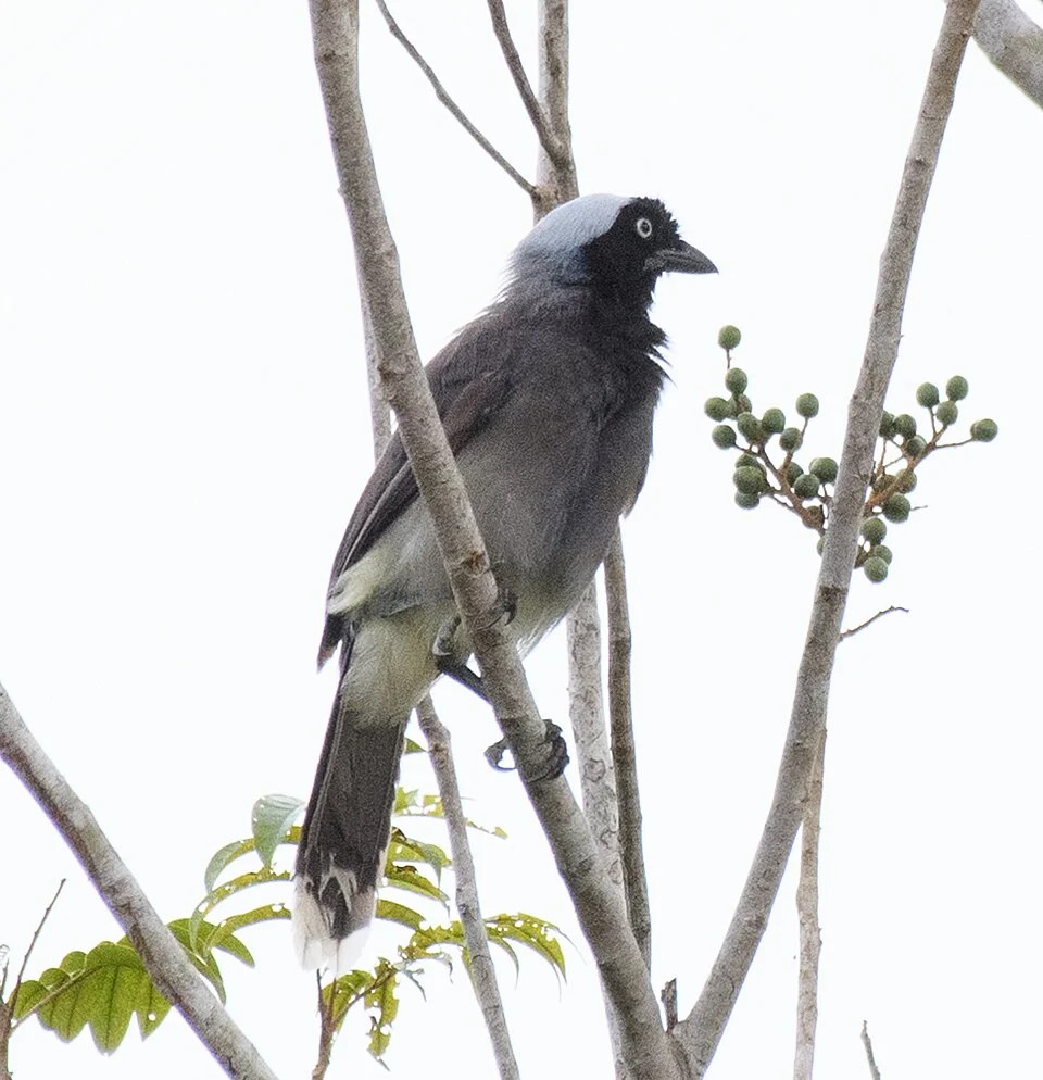 Azure-naped Jay Cyanocorax heilprini, Mitisueño, Vaupes Department, Colombia