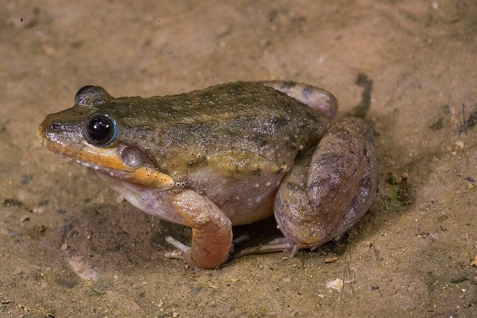 Sabinal Frog (Leptodactylus melanonotus) in Mexico
