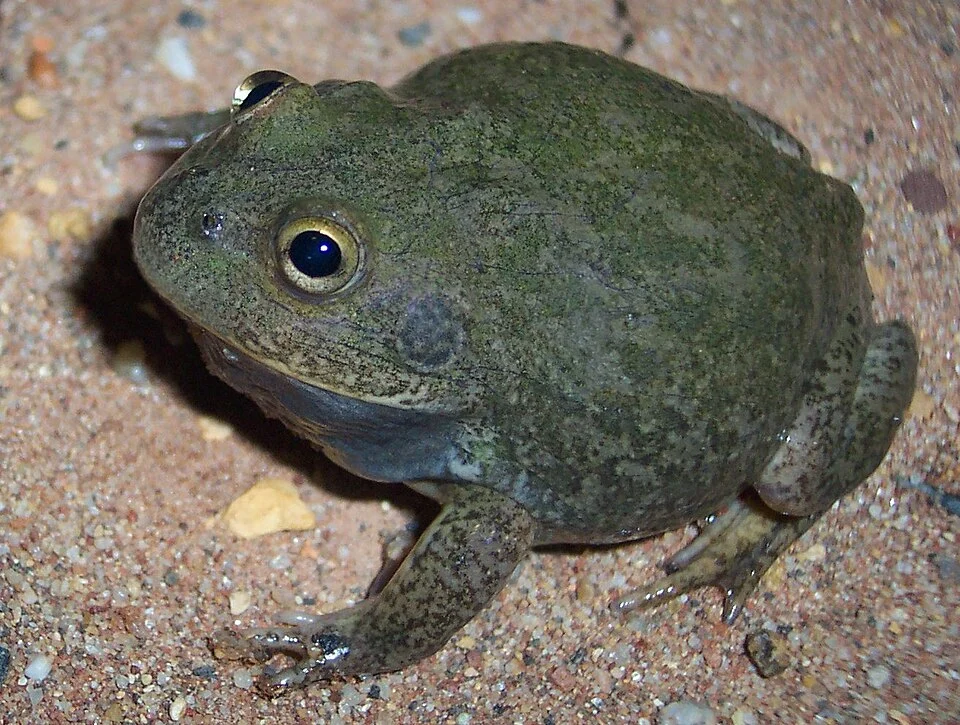Cyclorana platycephala