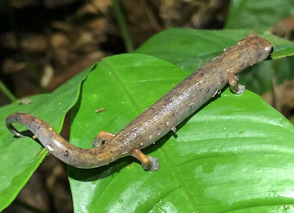A photograph of a Caldwell's lungless salamander (Bolitoglossa caldwellae) on top of a leaf in the Amarakaeri Communal Reserve, Peru.