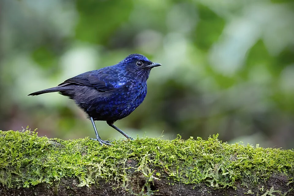 Shiny Whistling-Thrush
