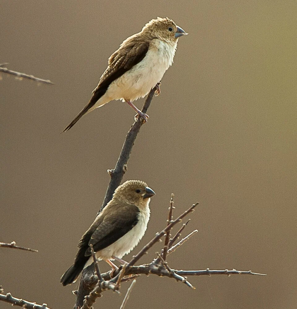 African Silverbill - Kenya_NH8O5709