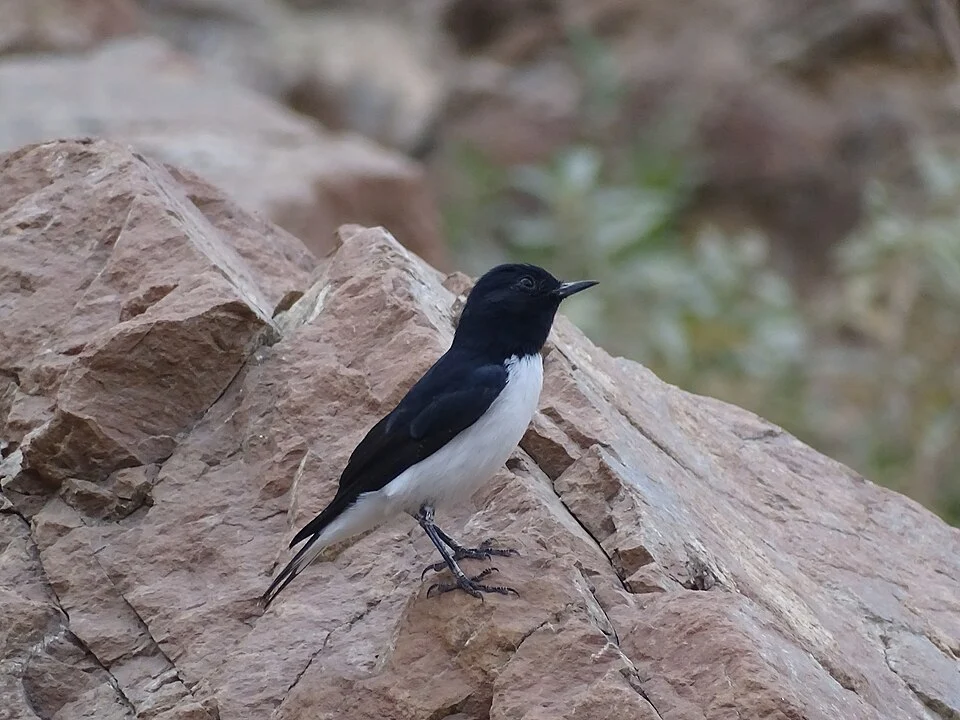 Hume's Wheatear (Oenanthe albonigra)