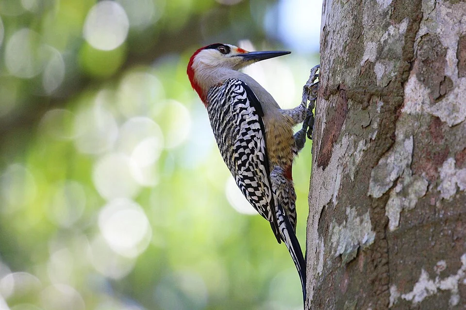 West Indian woodpecker (Melanerpes superciliaris superciliaris) male, Cuba