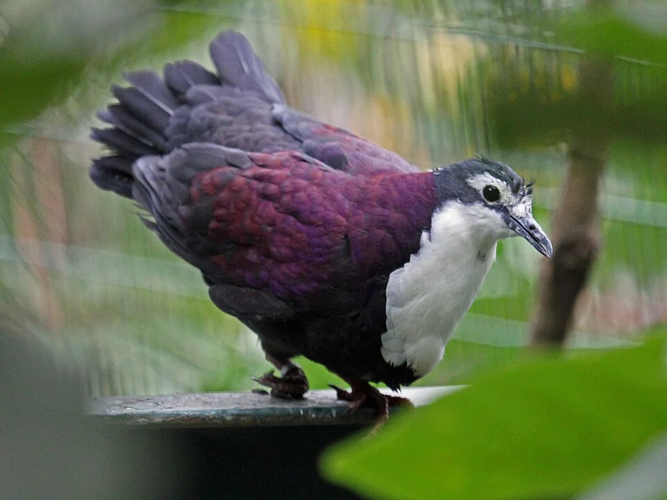 Purple Ground Dove, also White-breasted Ground Dove (Gallicolumba jobiensis) - San Diego Zoo