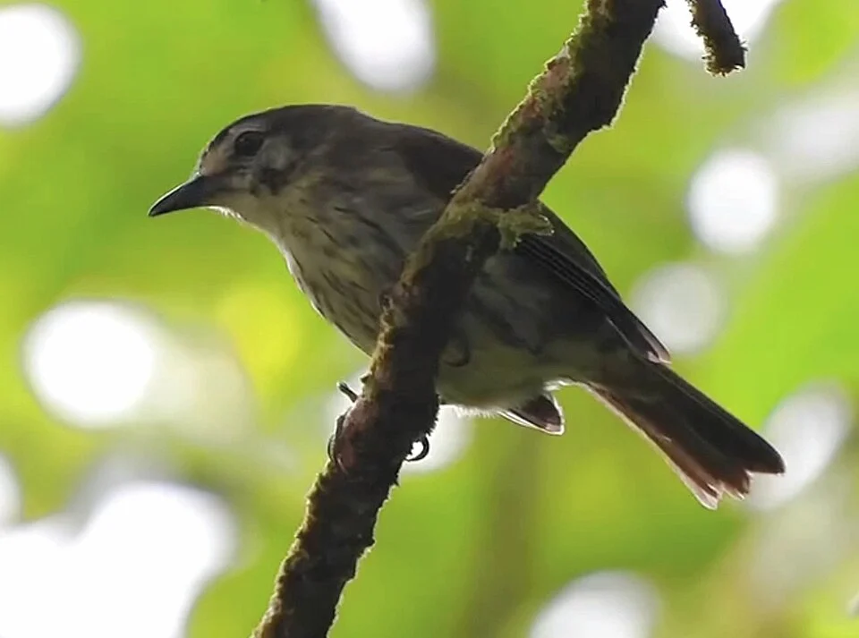 A Negros Striped-babbler seen on Mt. Talinis. Photo by Lu-ann Fuentes Bajarias