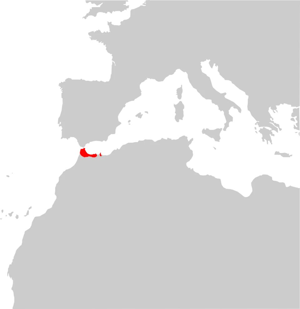 Chalcides colosii distribution map.