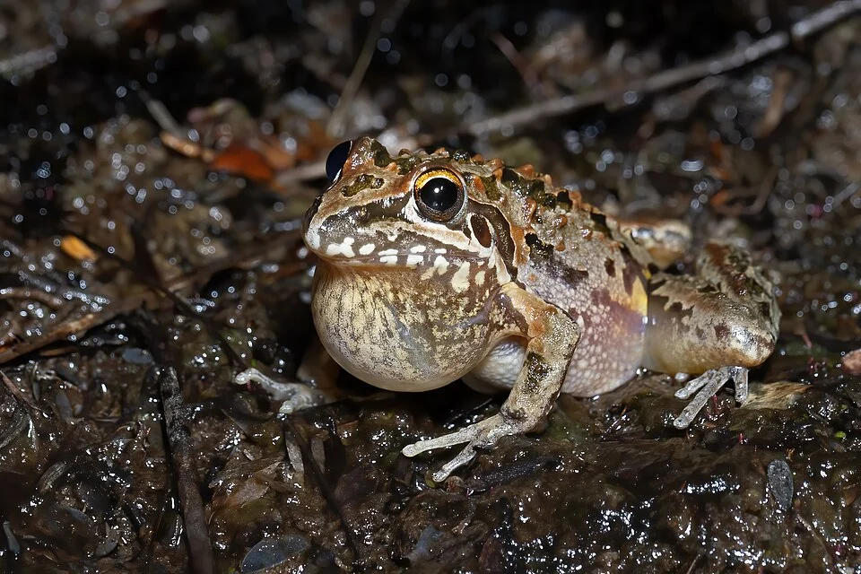 Wallum Rocket Frog, Madden's Plains, NSW, Australia