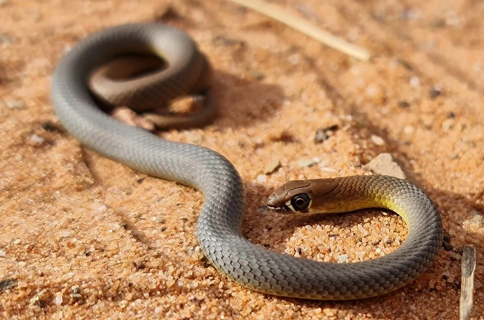 Demansia cyanochasma (desert whip snake) by Max Tibby